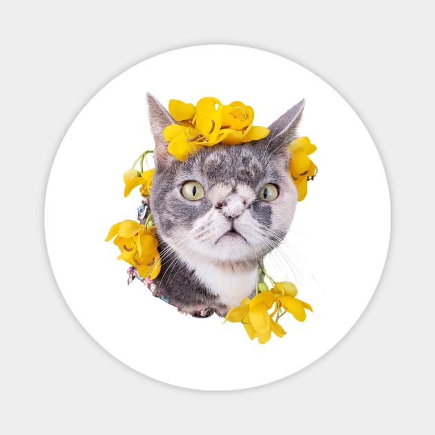 Willow The Beautiful Cat face Magnet by Willowthebeautifulcat 